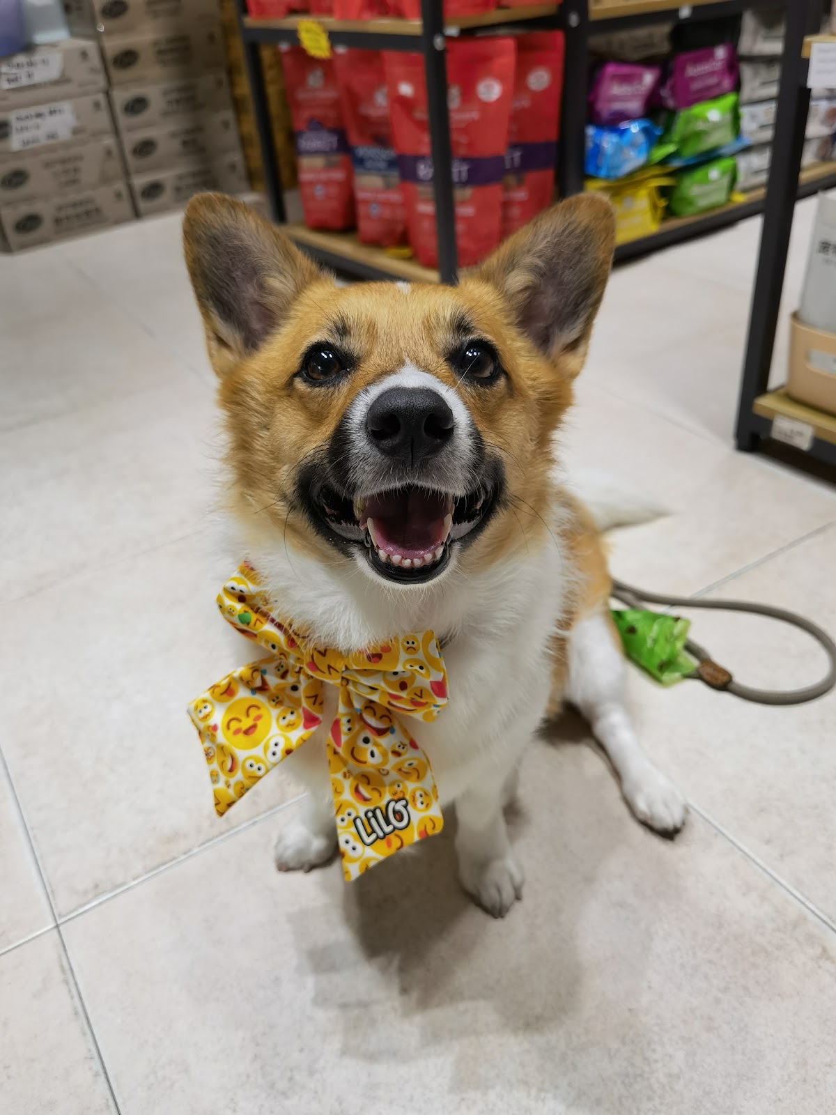 A corgi wearing a yellow emoji-print bandana sitting on the shop floor