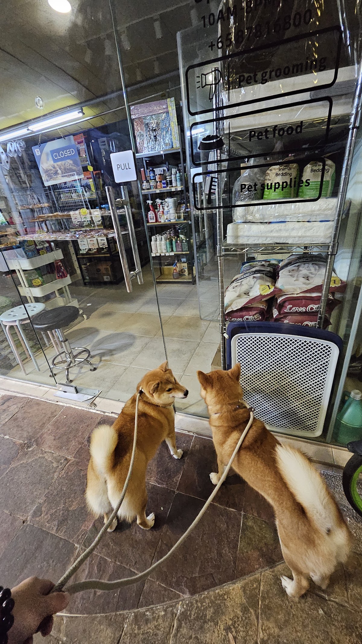 Two shiba inus on leads outside the glass shopfront door, looking inside