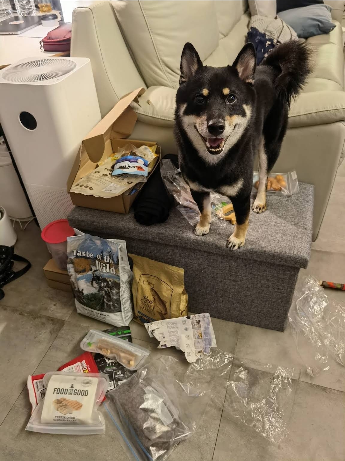 A black and tan shiba standing on an ottoman beside an unpacked haul of pet food and treats