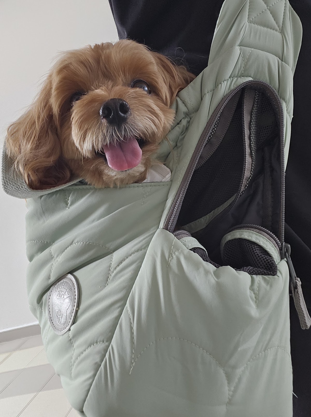 A small apricot dog carried in a sage green padded pet sling