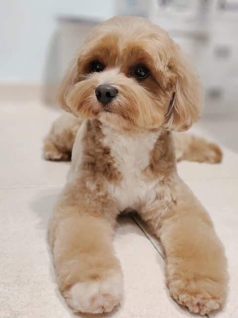 A freshly groomed apricot dog with a rounded teddy-bear trim, lying on the floor